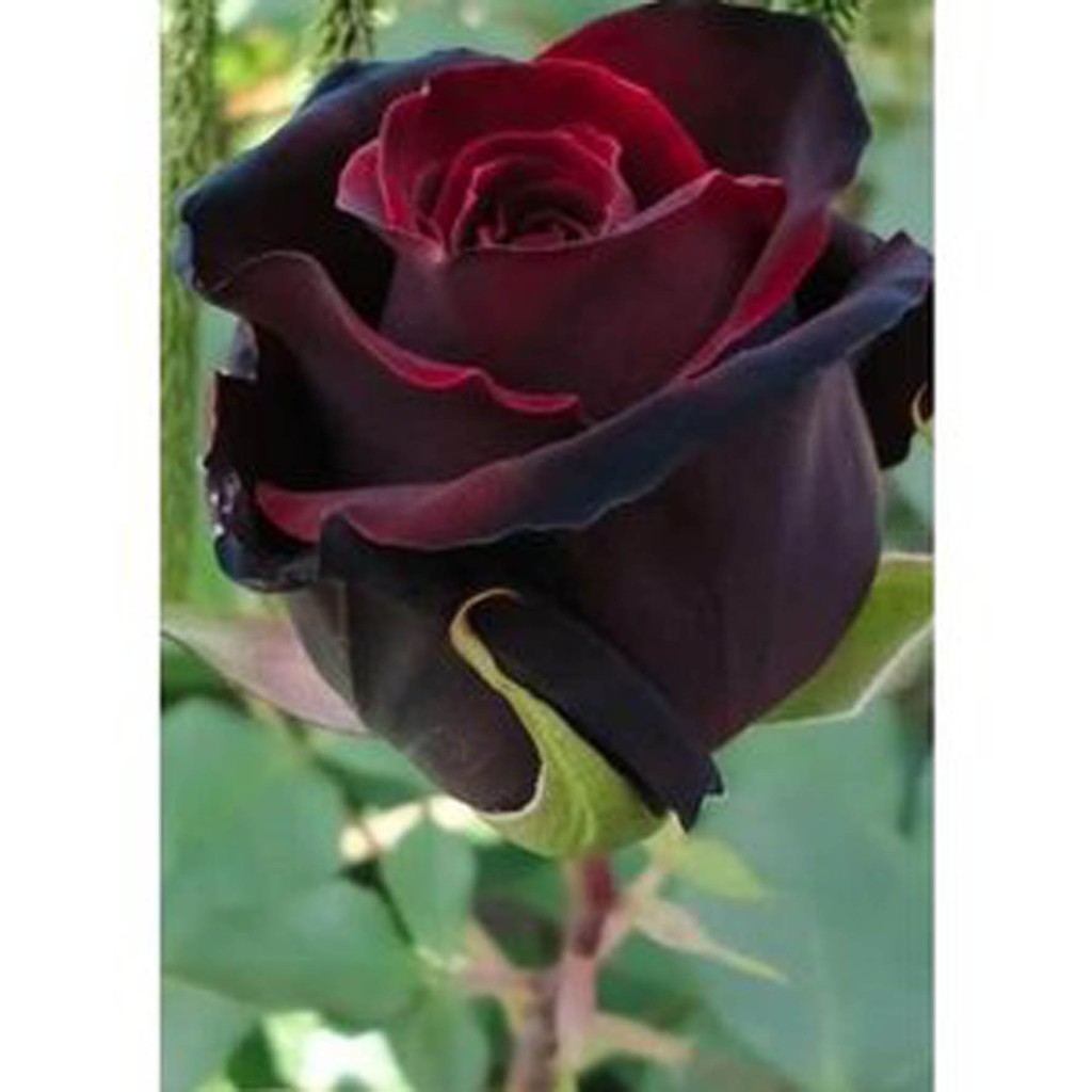 Bibit Benih Biji Bunga Mawar Blood Black Rose Import - Bibit Tanaman Pohon Mawar Blood Black  -- COD-2
