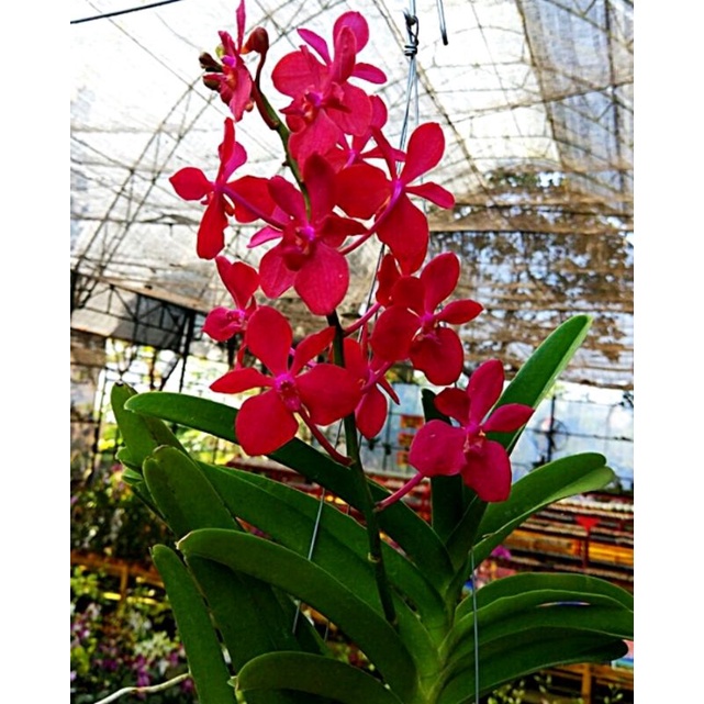 Vanda mokara orange/merah besar