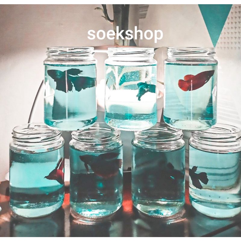 Aquarium Botol Kaca Cupang / Botol Kaca Ikan Cupang & Guppy | Toples Ikan Hias | Packing Extra Foam