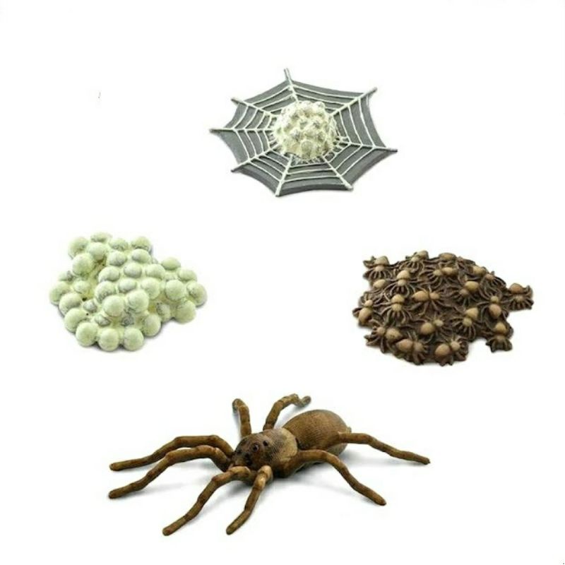 Life Cycle / Siklus Hidup Hewan / Binatang / Animal - Laba-Laba / Spider - Montesorri Play