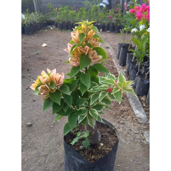 Bougenville singapur varigata batang besar