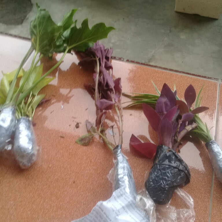 Tanaman Hias Miana Merah - Miana Obat Herbal