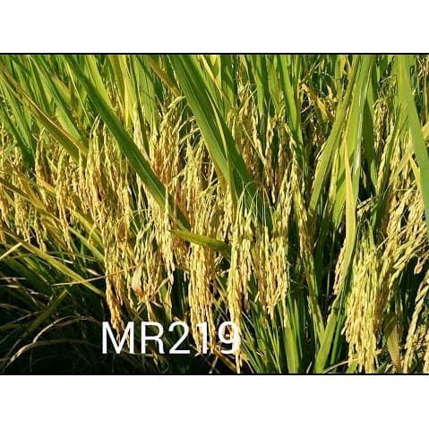 Biji Padi Unggul Tahan Rebah MR219 MR 219 5KG