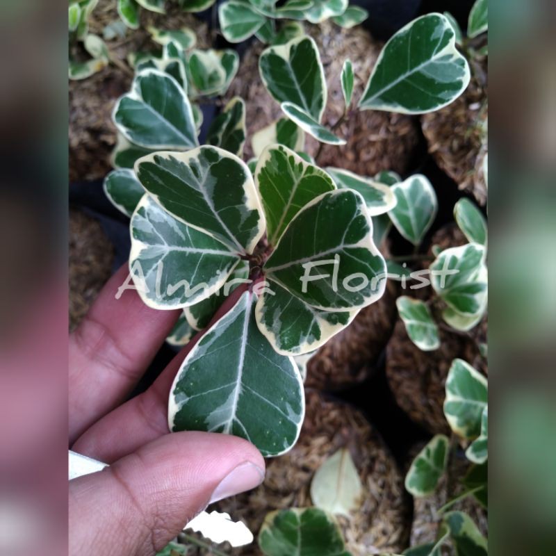 Tanaman Beringin Dolar Varigata