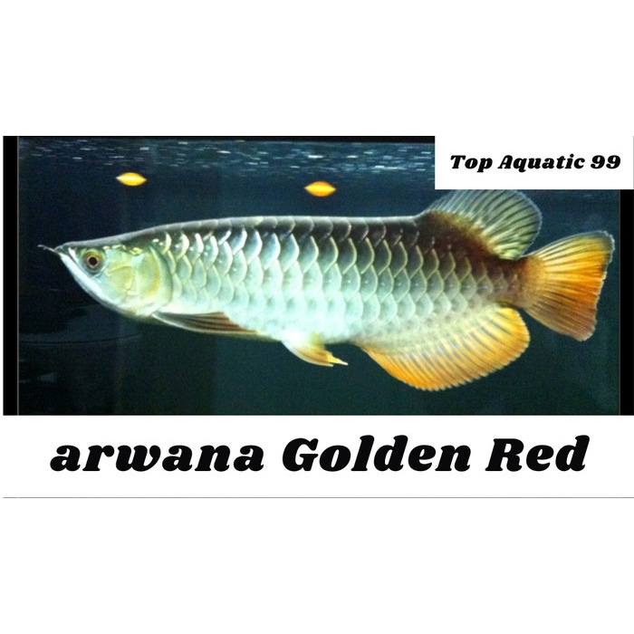 Arwana Golden Red 10Cm &gt;&gt;