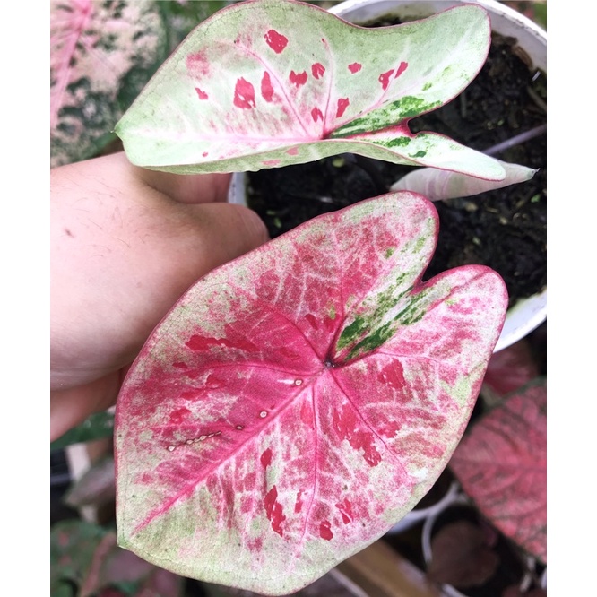 Caladium Raspberrymoon/ caladium raspberry moon/ resberry moon