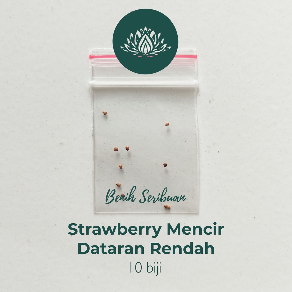 10 Benih Bibit Strawberry Mencir Dataran Rendah Tanaman Buah Stroberi Jumbo Manis Super Premium