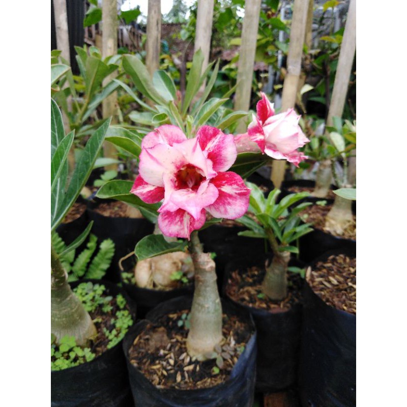 sesuai gambar adenium kamboja jepang grafting berbunga impor