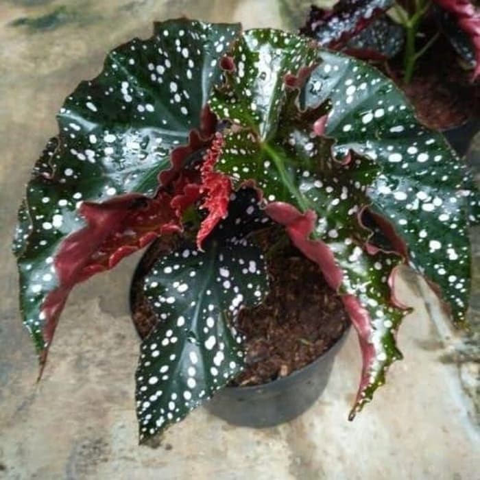 Tanaman Hias Begonia Polkadot