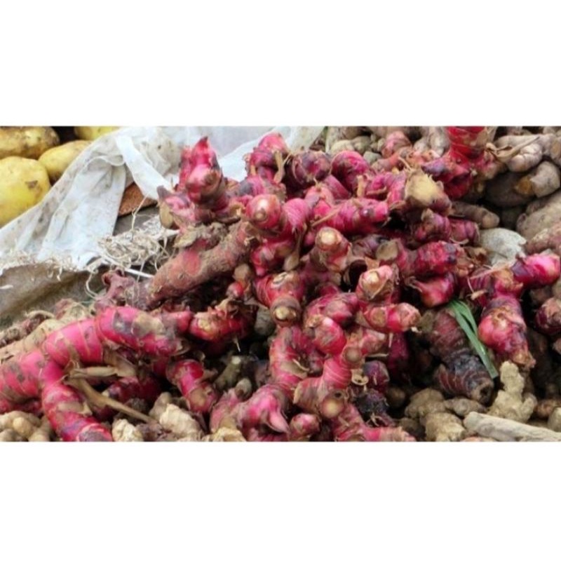 

jahe merah 500 gr