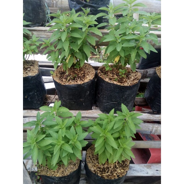 

BIBIT PEPPER MINT RASAKAN SENSASINYA!!!