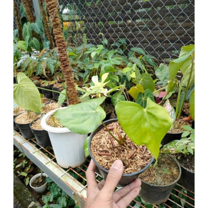 Anthurium pterodactyl anakan