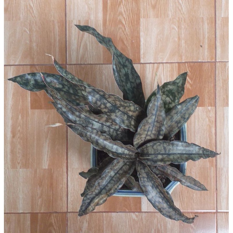 Sanseviera Kirkii Brown