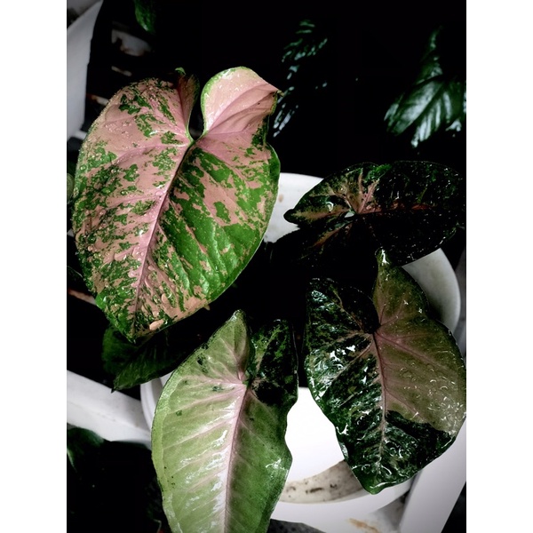 Syngonium pink flecked
