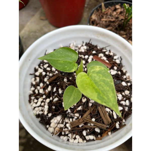 Anthurium clarinervium x  prodaktil variegata