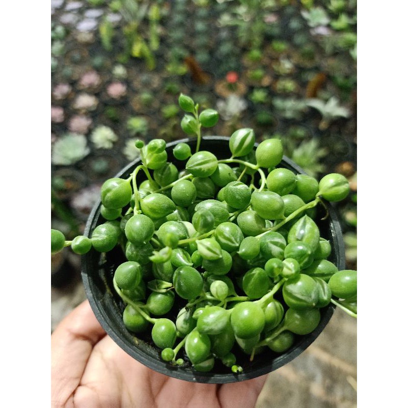 String of pearl varigata
