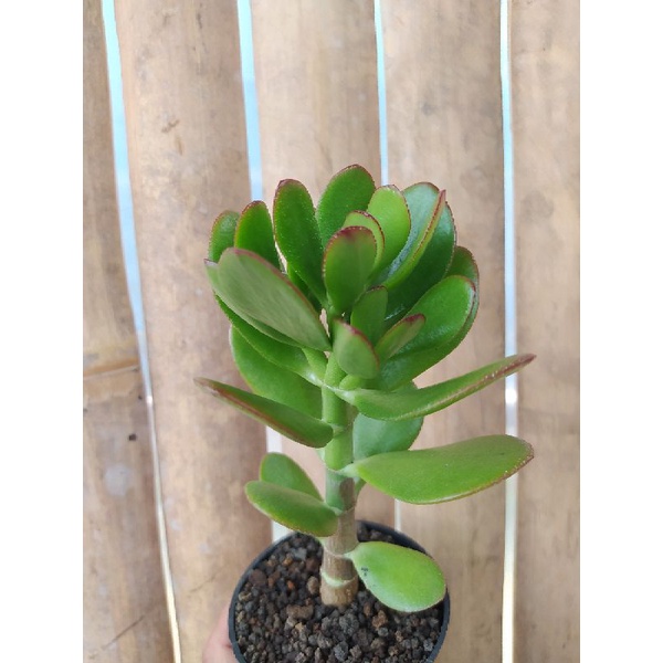 Jade plant / sukulen jade