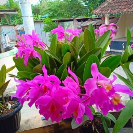 Anggrek cattleya mantini
