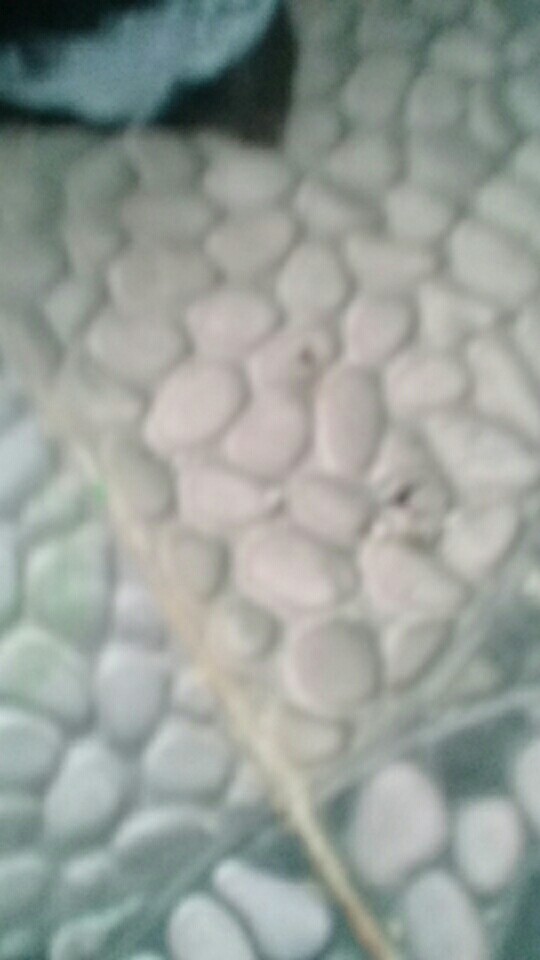 Kapur Barus Sea Gull 25gr X 6 Bungkus - Pengharum Lemari Dan Kamar Mandi - Hhl-260