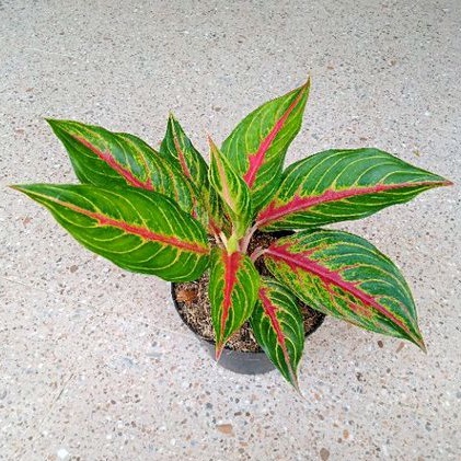 aglonema red sunset dewasa daun 7-8-9++