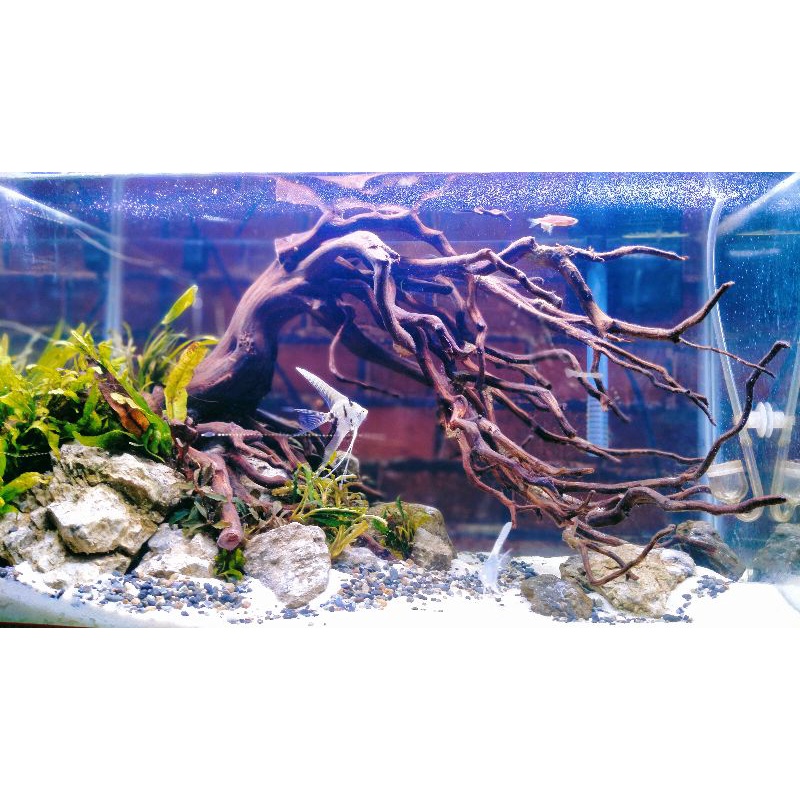 jasa design aquascape 60 cm tema bonsai
