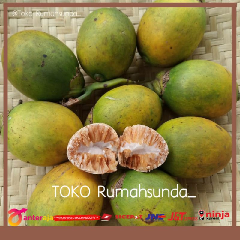 

Buah pinang tua atau buah jambe - Buah pinang tua berkulitas 500gram