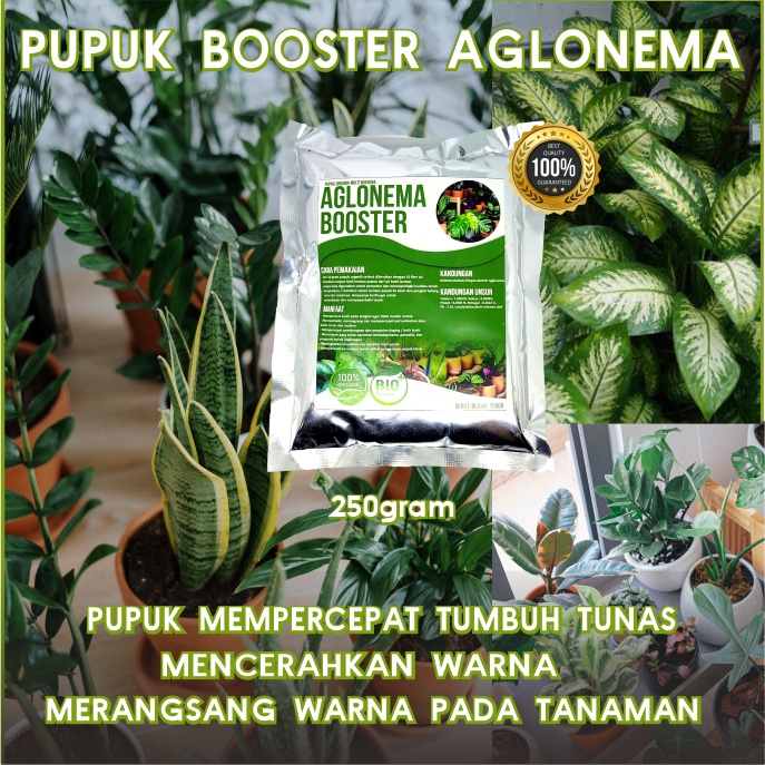 Pupuk Pelebat Aglonema Organik Perangsang Daun dan Tunas ,Booster Aglonema Pelebat Daun