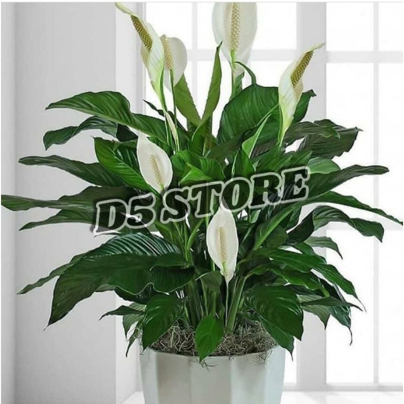 Tanaman hias hidup Tanaman hias Bunga hias hidup Tanaman hidup murah Tanaman hidup Tanaman hias hidu