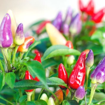 BS-BYL Bibit Cabe Hias Pelangi Benih Tanaman Sayuran Cabai Carolina Reaper Merah Bolivian Rainbow Katokkon Numex Giant Raksasa Sweet Italian Ungu Hitam-CH PELANGI SEROJA