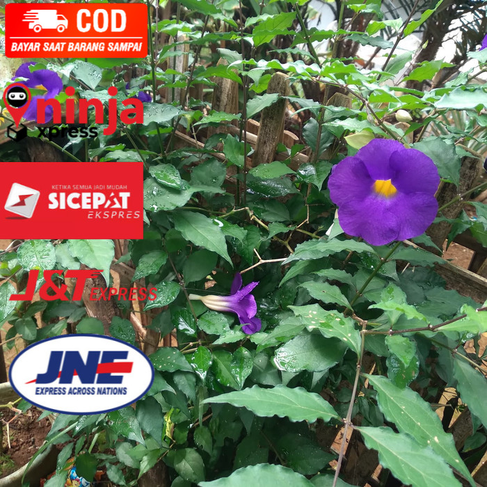 bibit stek Tanaman bunga thunbergia erecta