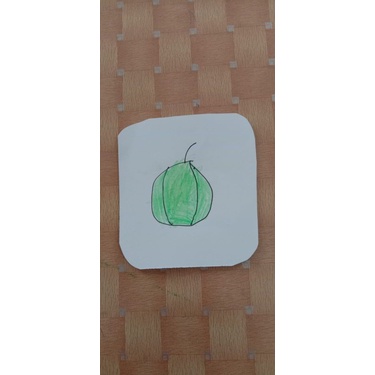 

gambar melon