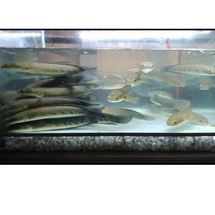 11.11 Sale[LR 017]|Channa Yellow Sentarum size 25-27cm + Packing Styrofoam