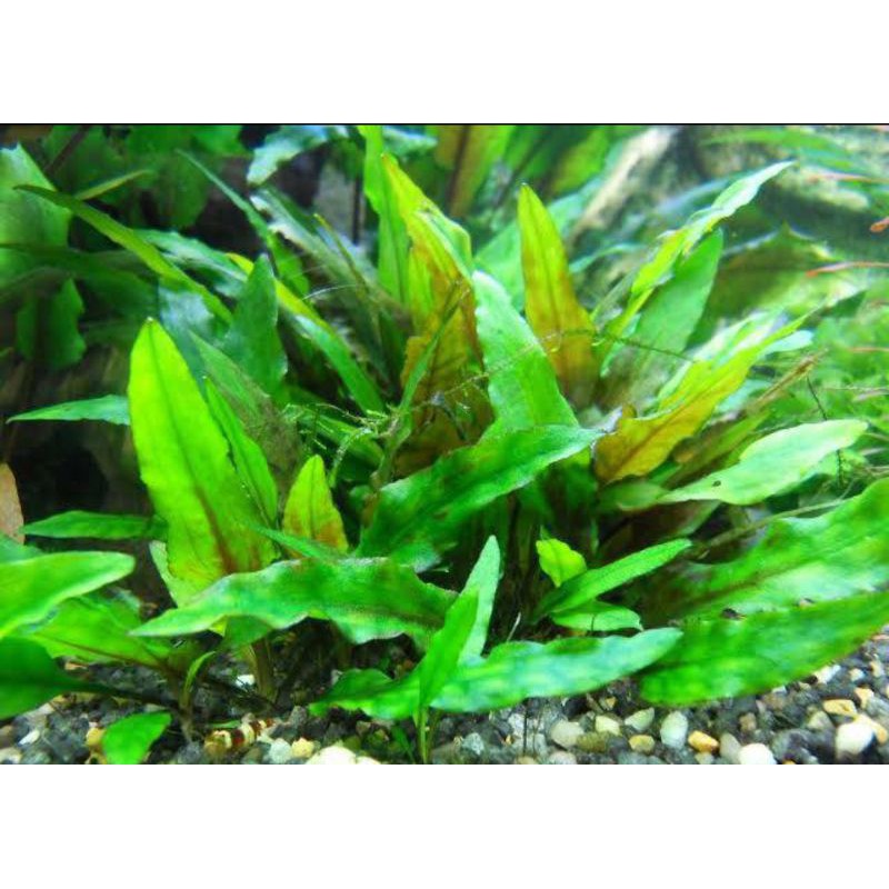 Jual Cryptocoryne Wendtii green Terbaik tanaman aquascape aquarium