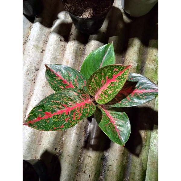aglaonema red stardas