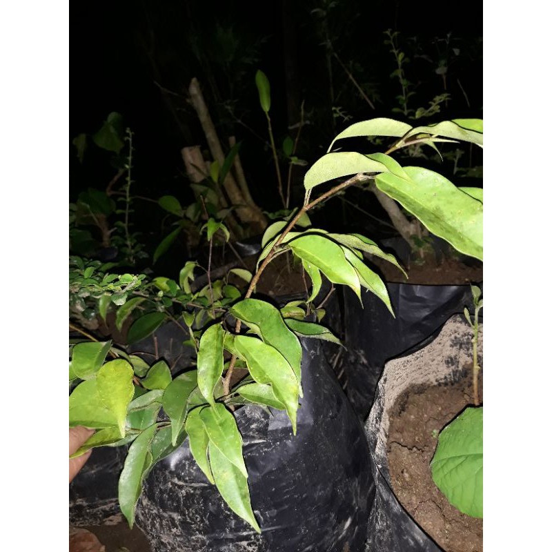 Ficus Beringin Arjuna dan Beringin Ori Benjamina