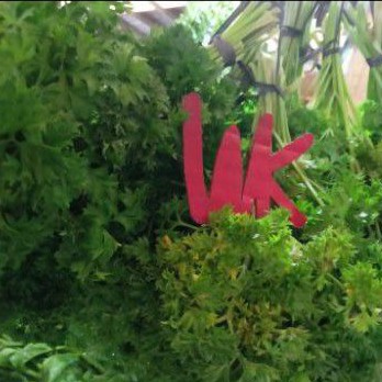 

Daun Parsley Daun Peterseli Per Ikat