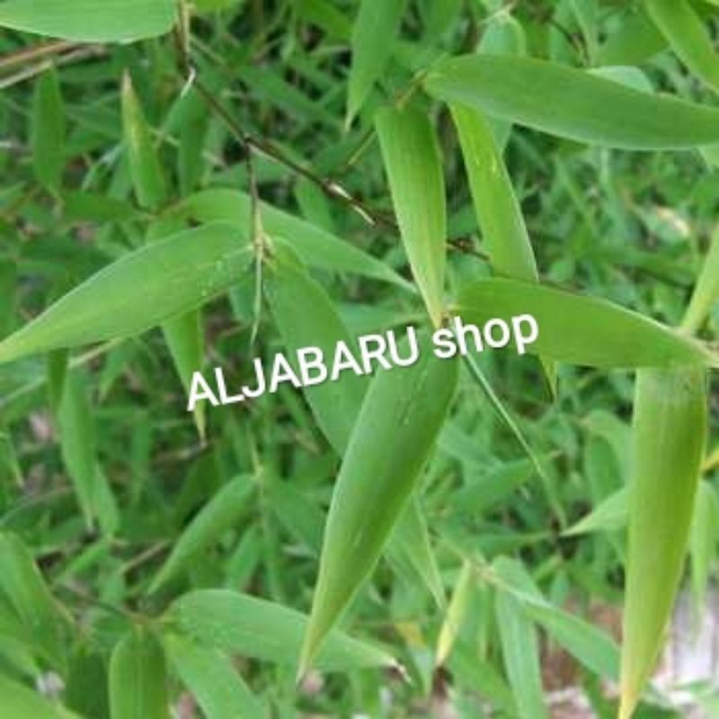 

Daun Bambu Sayuran Herbal | /ikat 15 lbr