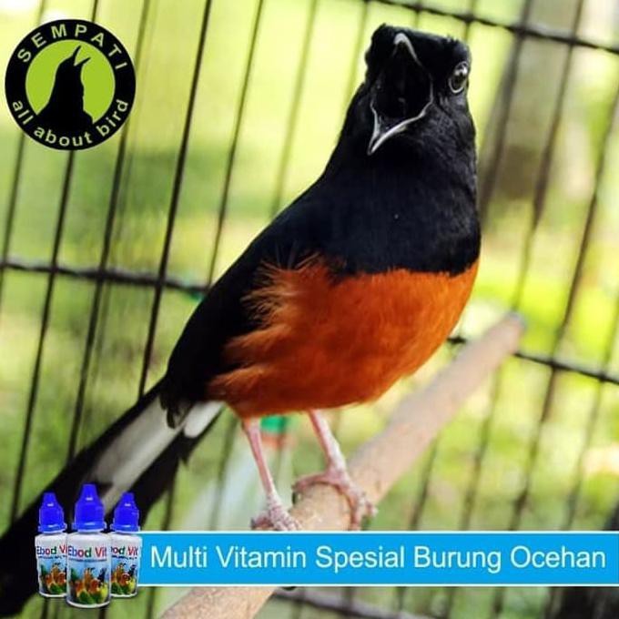 Murah Meriah Ebod Vit Vitamin Burung Meningkatkan Stamina Kicauan