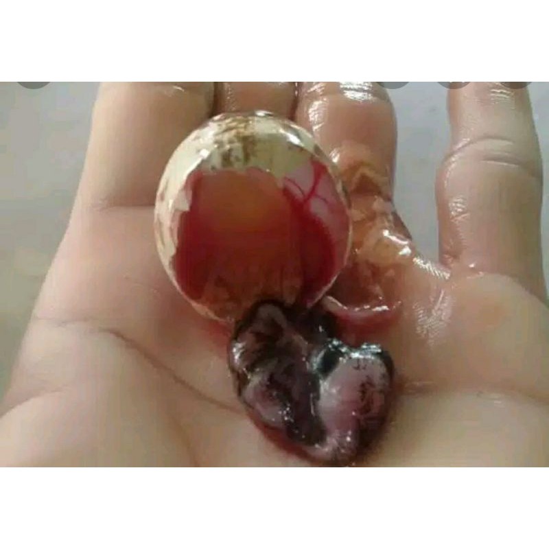 

umpan galatama lele telur puyuh/bayi tabung