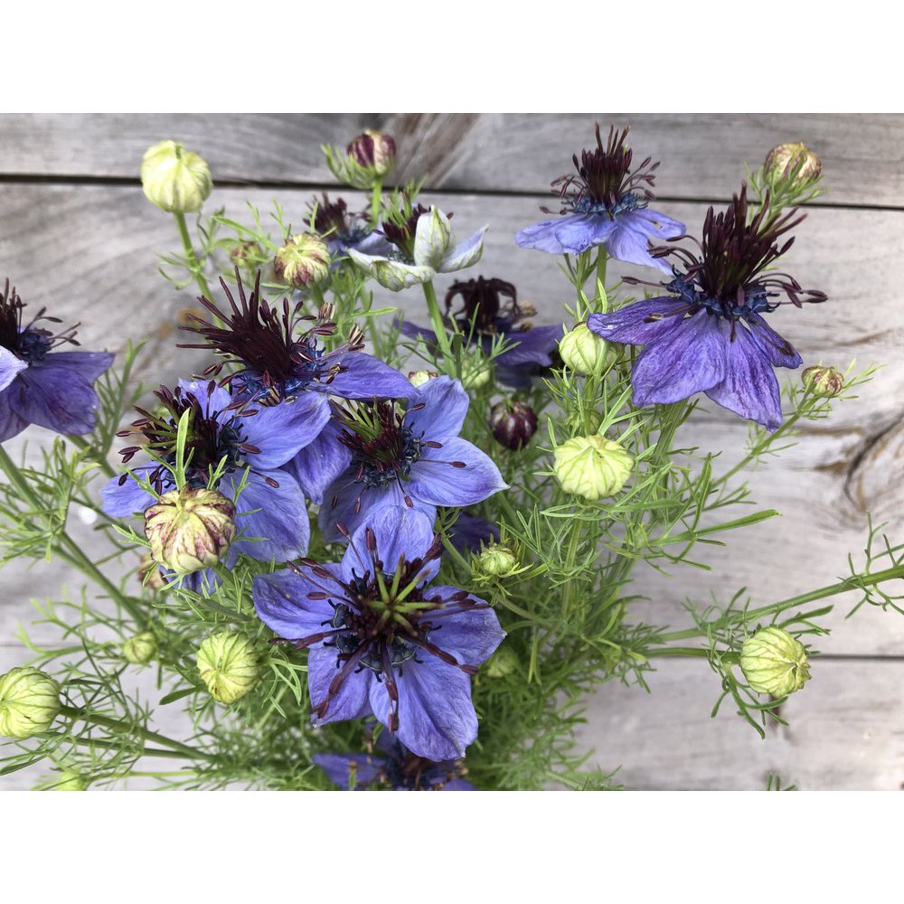 Benih Bibit Biji - Bunga Nigella Midnight (Nigella papillosa) Starry Night Flower Seeds - IMPORT