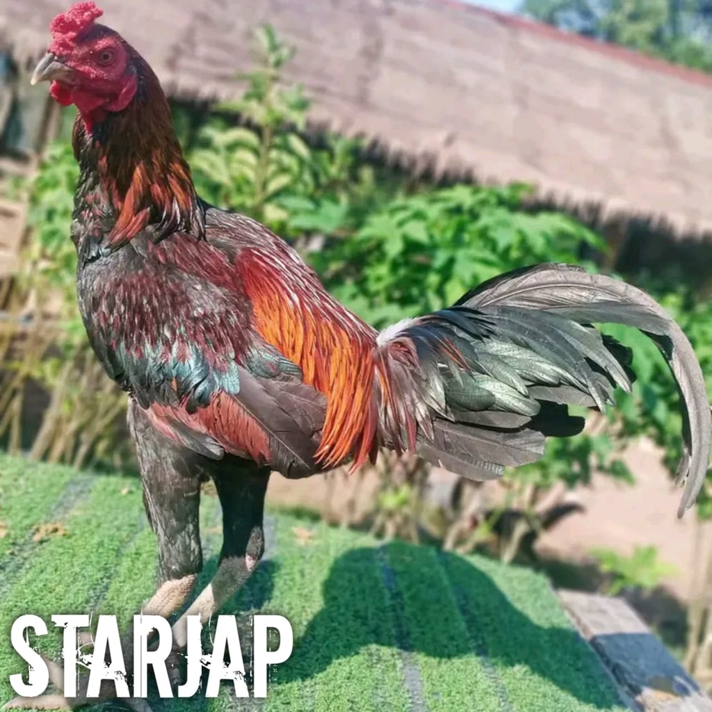ayam bangkok asli pama rambong telur fertil