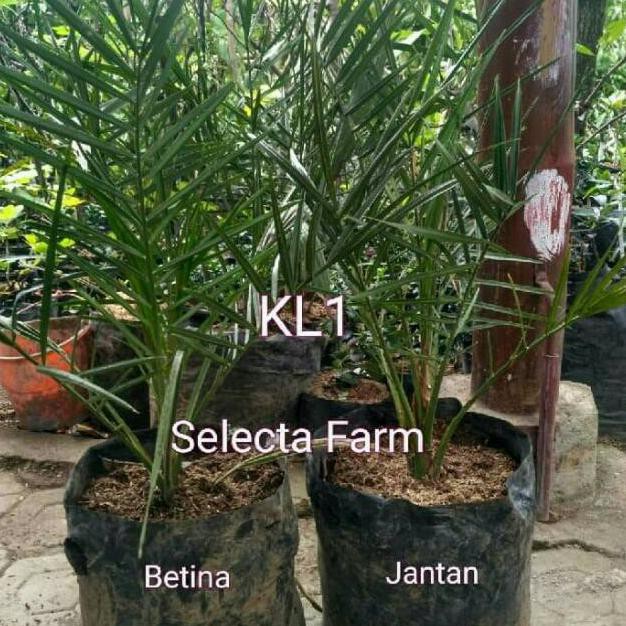 PAKET 2 TANAMAN BIBIT POHON BUAH KURMA KL1 - KURMA AZWA TINGGI 50 CM D4N