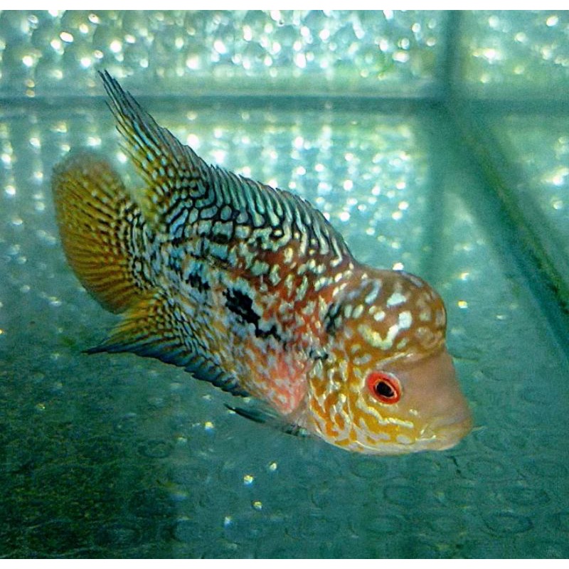 Kamfa original thailand . Size 9