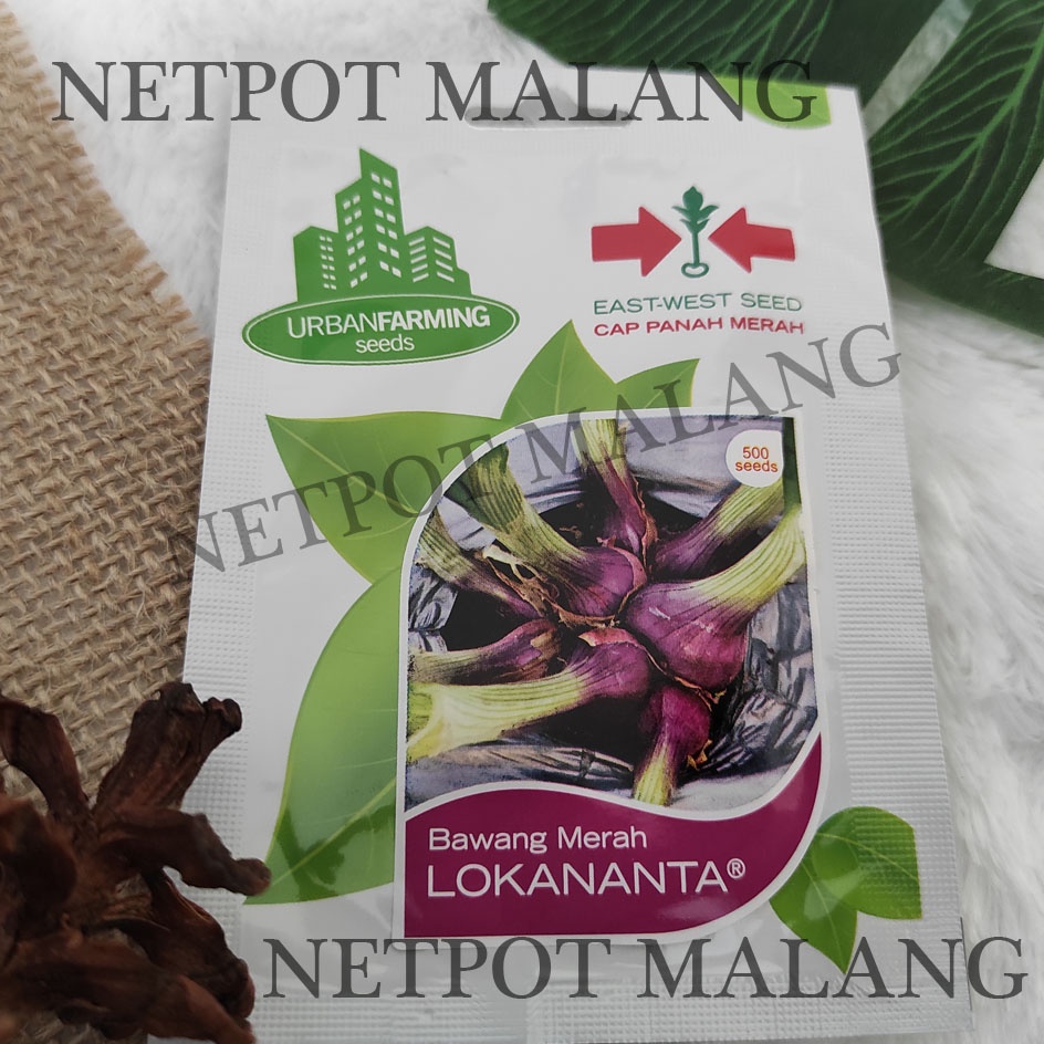 Jual Benih Bawang Merah Lokananta Cap Panah Merah Urban Farming Seed ...