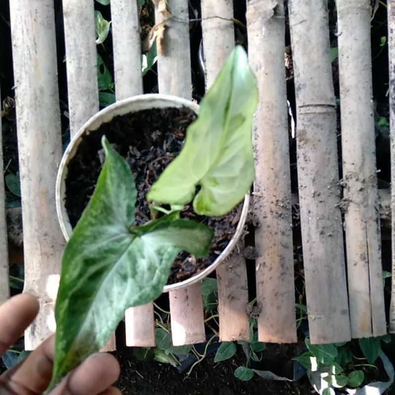 singonium triking  5 daun variegata