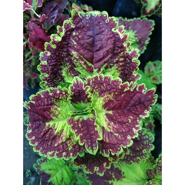 Bunga miana premium berakar