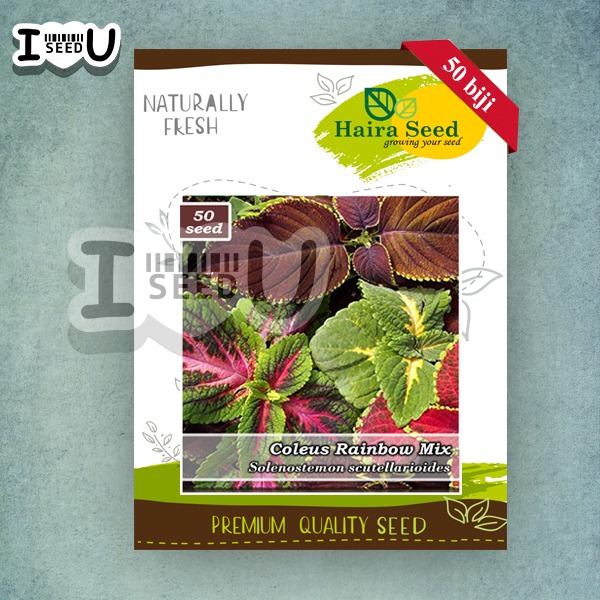 Haira Seed BIbit-BIji Bunga Coleus Rainbow Mix