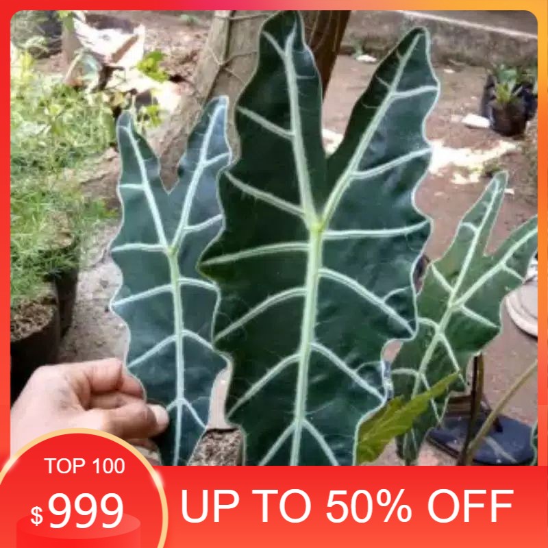 tanaman hias keladi amazon / keladi tengkorak / keladi amazon / keladi