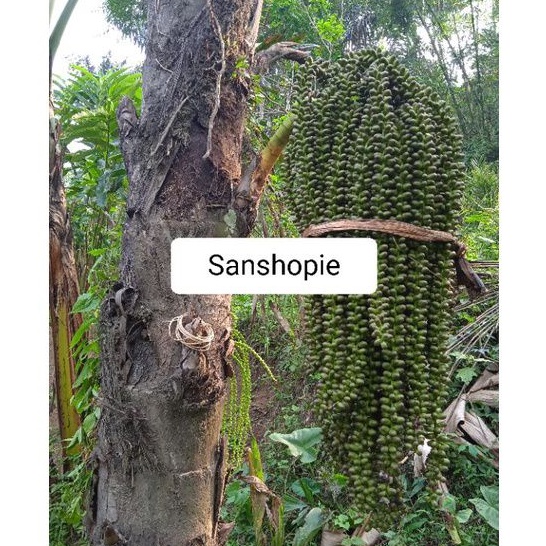

Bunga pohon aren segar 500 Gram