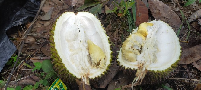 Couple Batik Keluarga Sania Ruffle Ori Ndoro Jowi Dnt Dnt Cibulan Biru